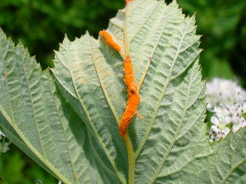 Meadowsweet rust gall